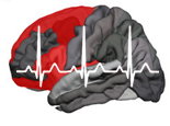 Brain structural concomitants of resting state heart rate variability in the young and old