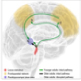 Arousal increases neural gain via the locus coeruleus–noradrenaline system in younger adults but not in older adults