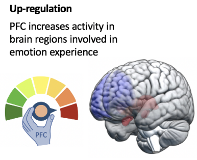 Emotion Down-and Up-Regulation Act on Spatially Distinct Brain Areas: Interoceptive Regions to Calm Down and Other Affective Regions to Amp Up
